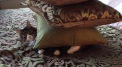 kitty under pillows